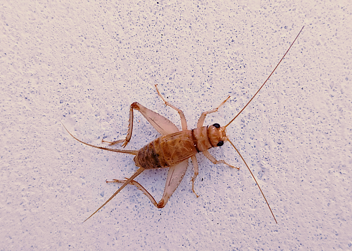 Overhead view of a house cricket.