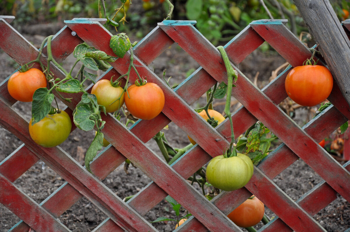 légumes grimpants