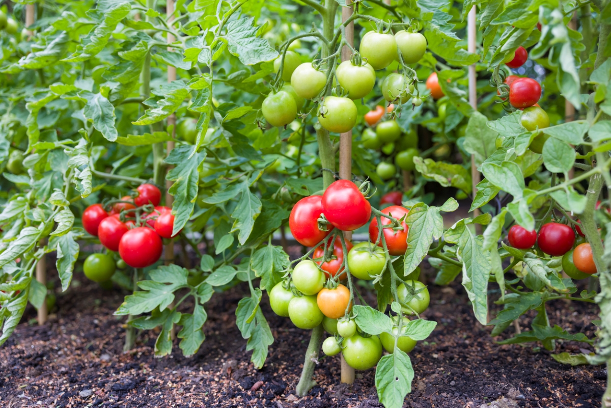 Tomates rouges et vertes sur plusieurs plants de tomates dans le jardin.