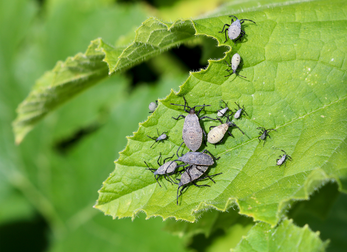 Squash bugs on leaf.