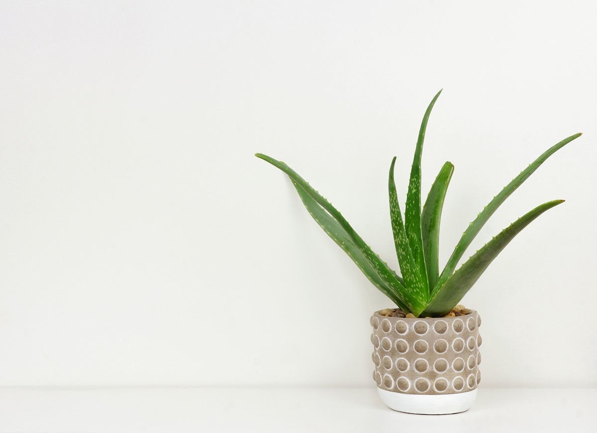 Count On These 25 Indoor Plants for Easy Color Year-Round