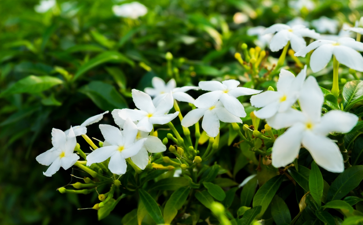 White jasmine flowers