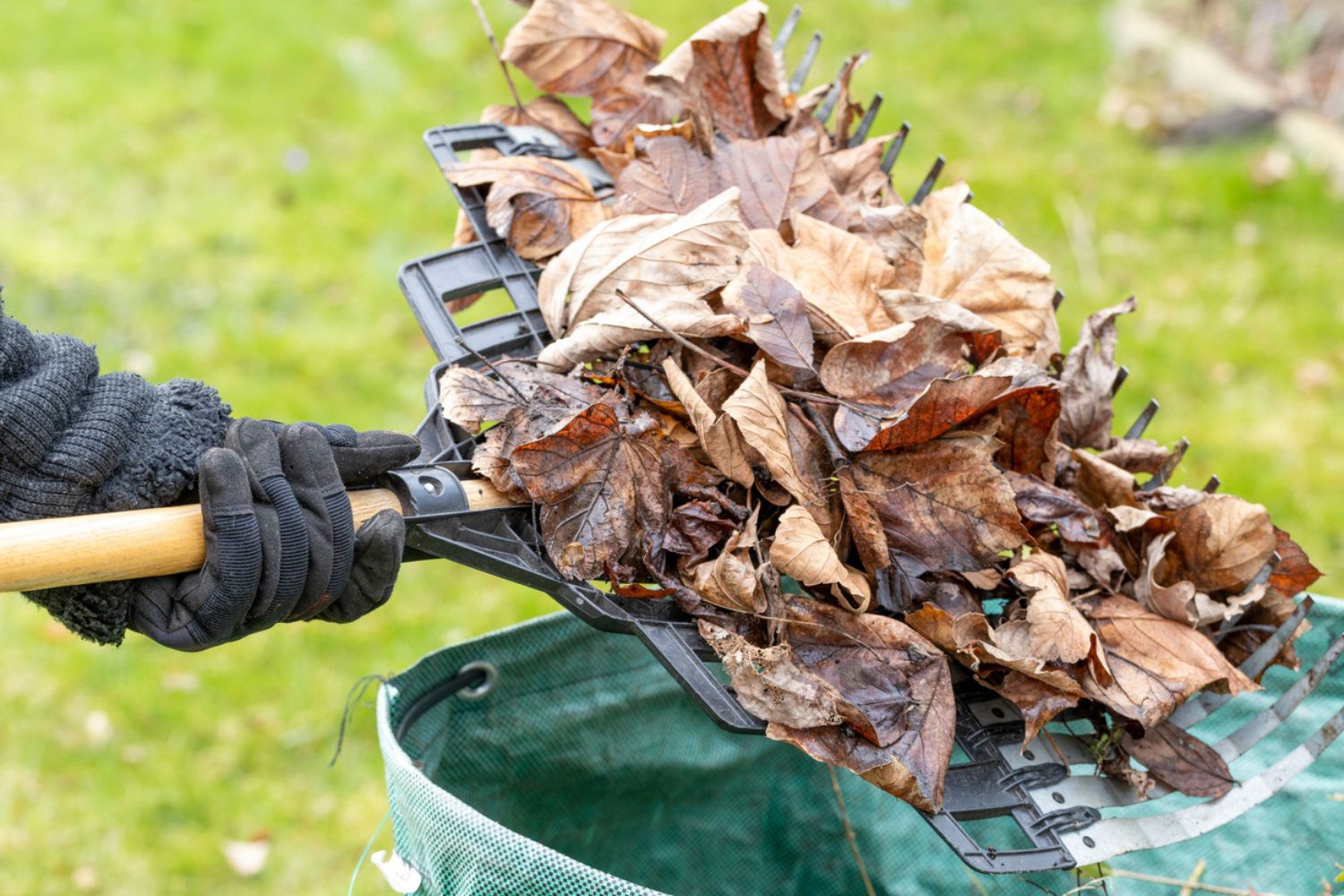 How Much Does Shrub and Bush Removal Cost