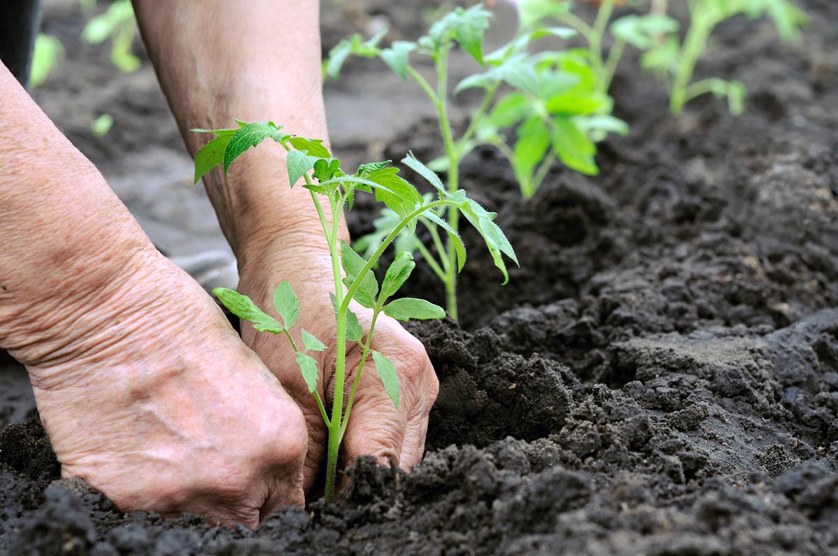 Tomato Plant Problems: Tight Spacing