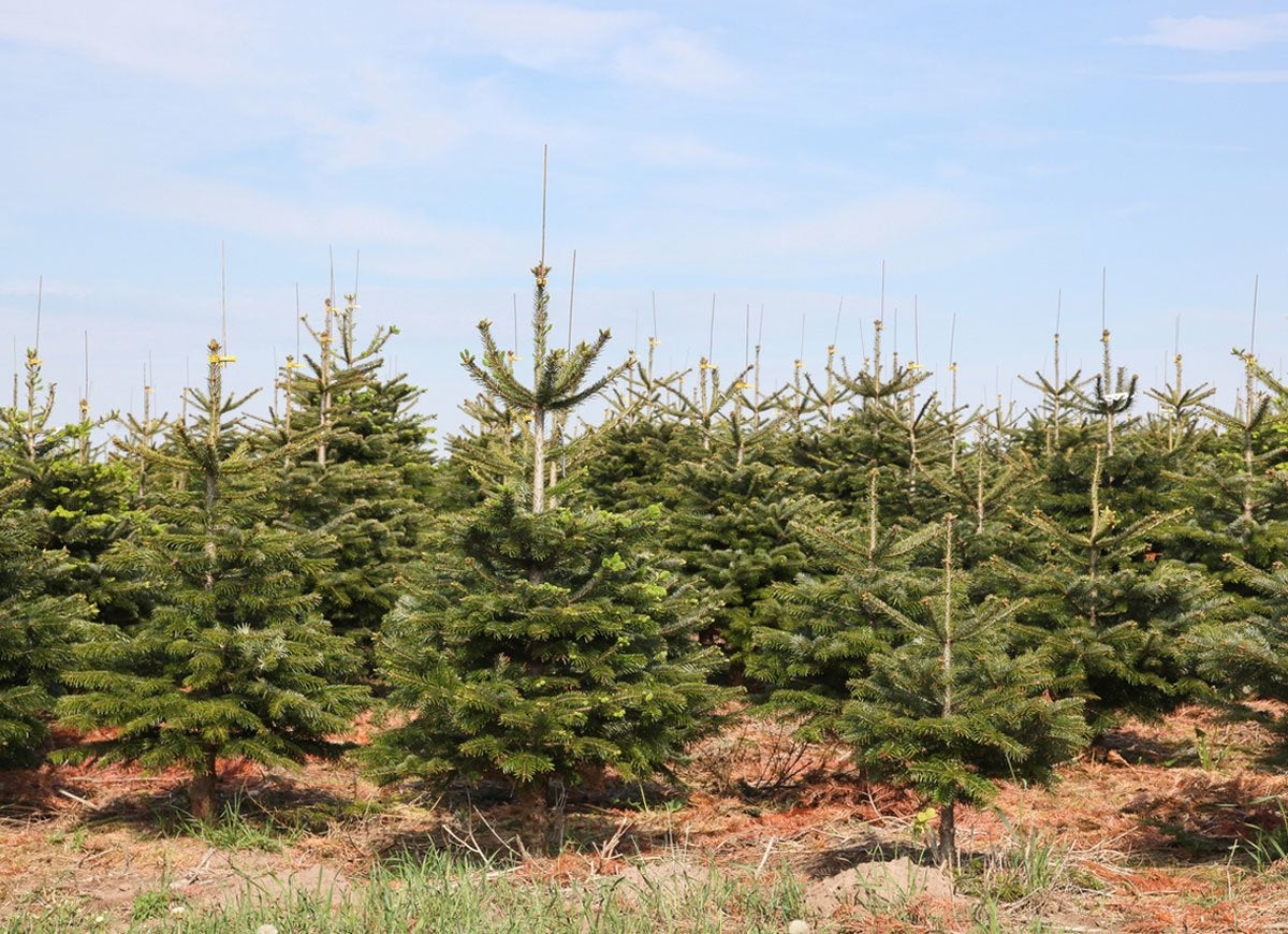 8 Things You Never Even Knew About Christmas Trees