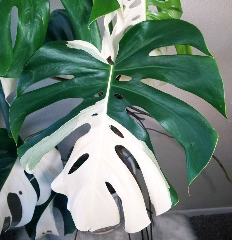 The Most Expensive Houseplants People Actually Buy