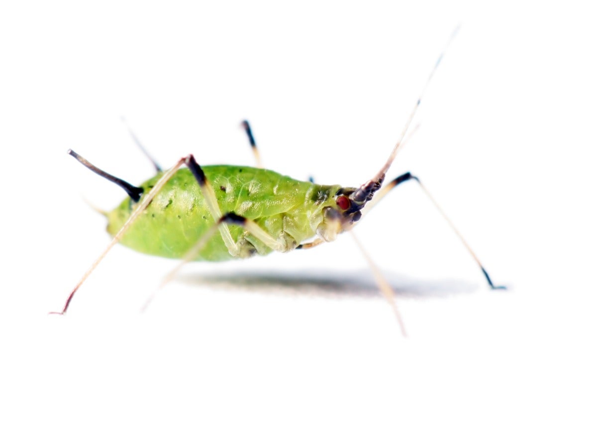 Pests That Might Be Lurking in Your Christmas Tree—and How to Get Rid of Them