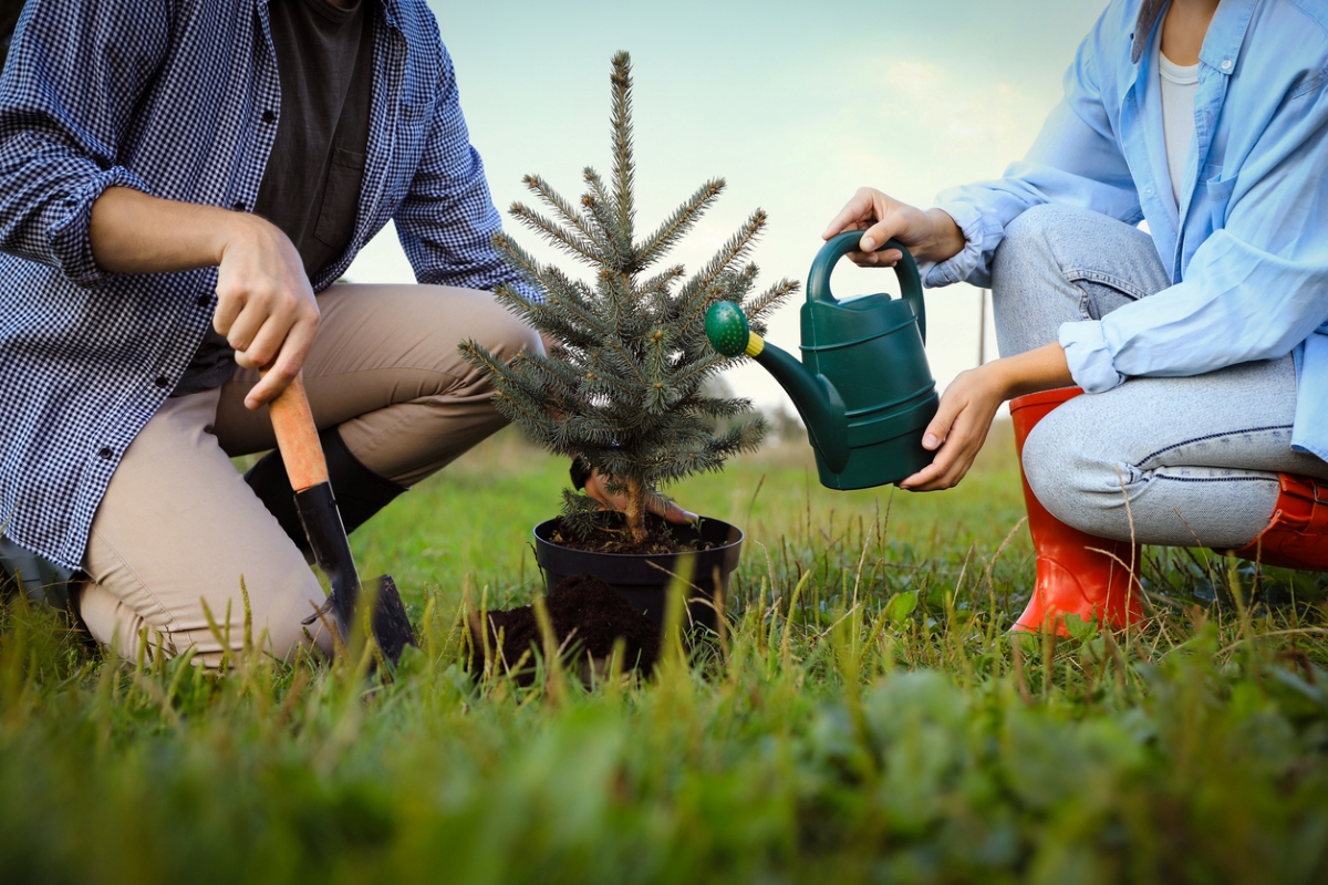 Couple planting and watering Christmas tree.