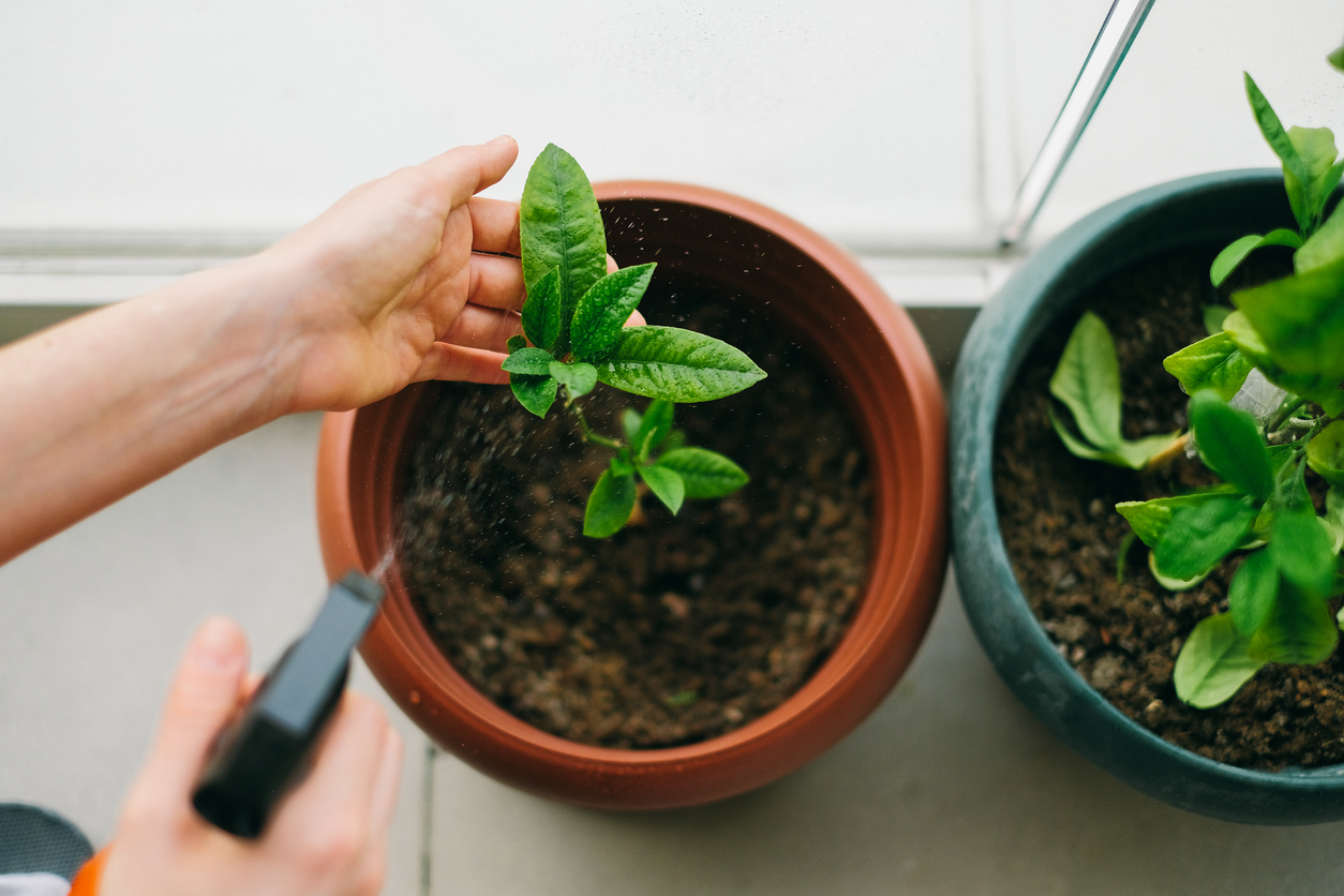 how to get rid of fungus gnats