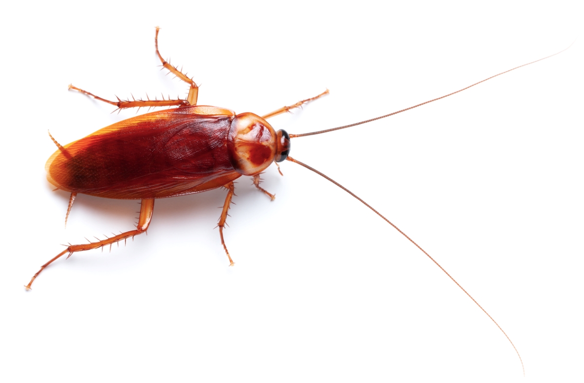 how to get rid of roaches - american cockroach