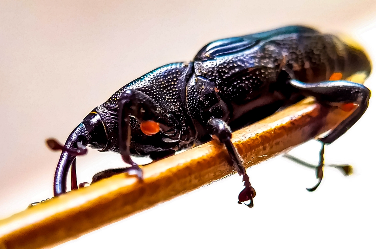 Granary weevil close up