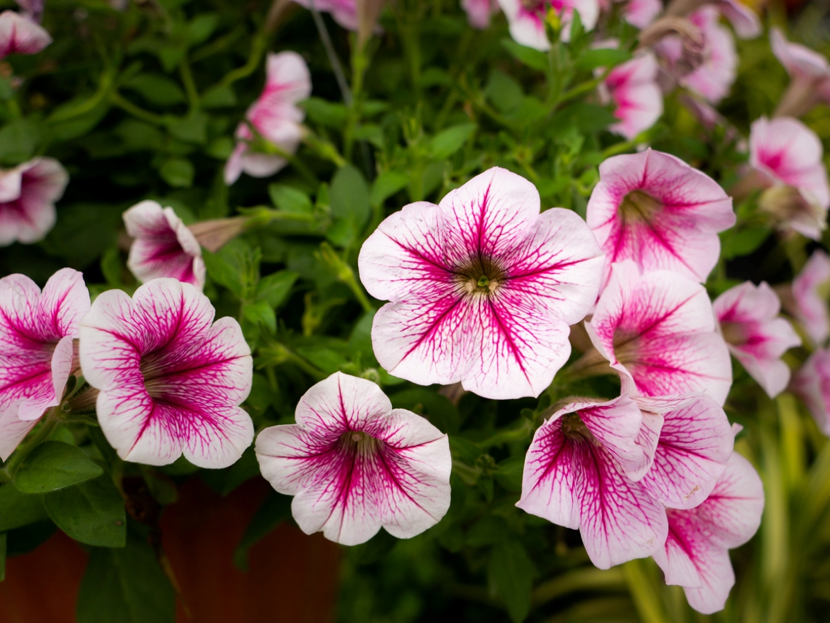 flowers that attract butterflies - petunia