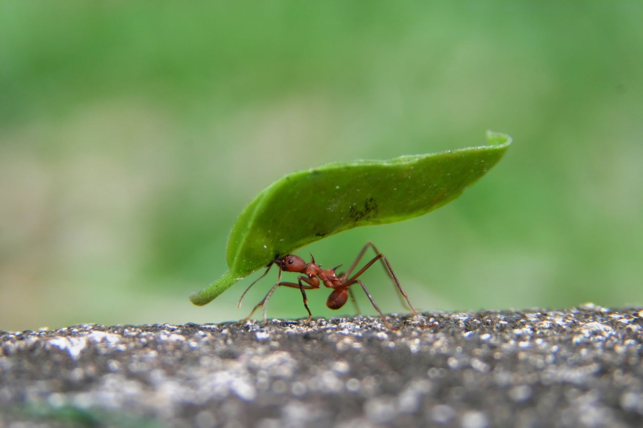 8 Plants That Repel Ants