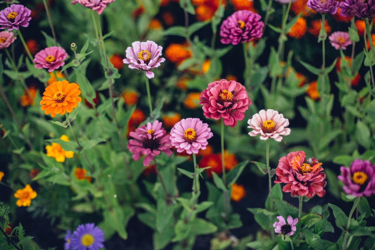 rabbit resistant plants