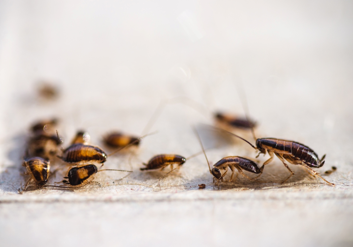 Cluster of German cockroaches