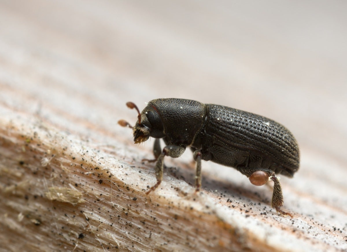 Pests That Might Be Lurking in Your Christmas Tree—and How to Get Rid of Them