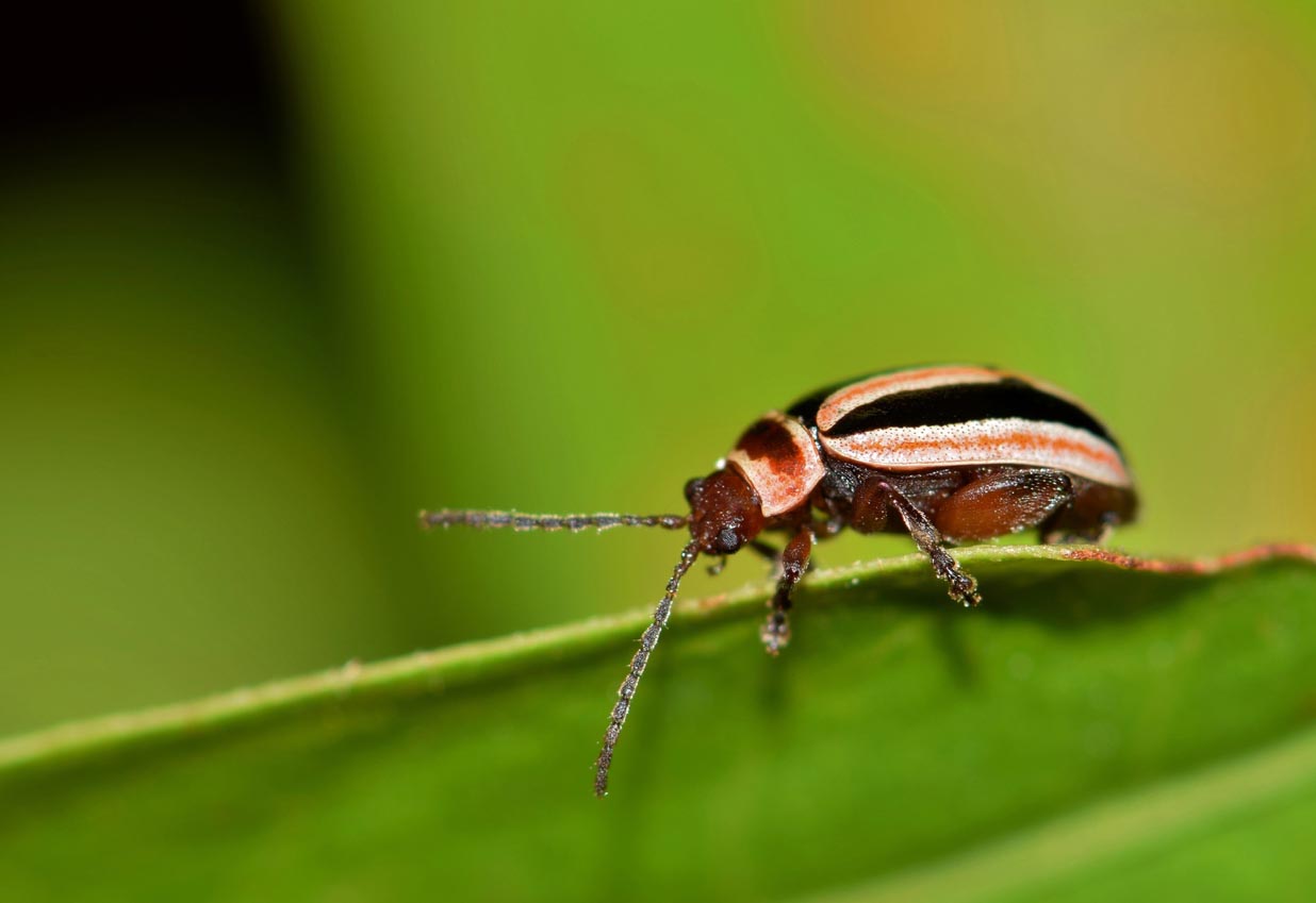 Common Garden Pests Caterpillars Fleas