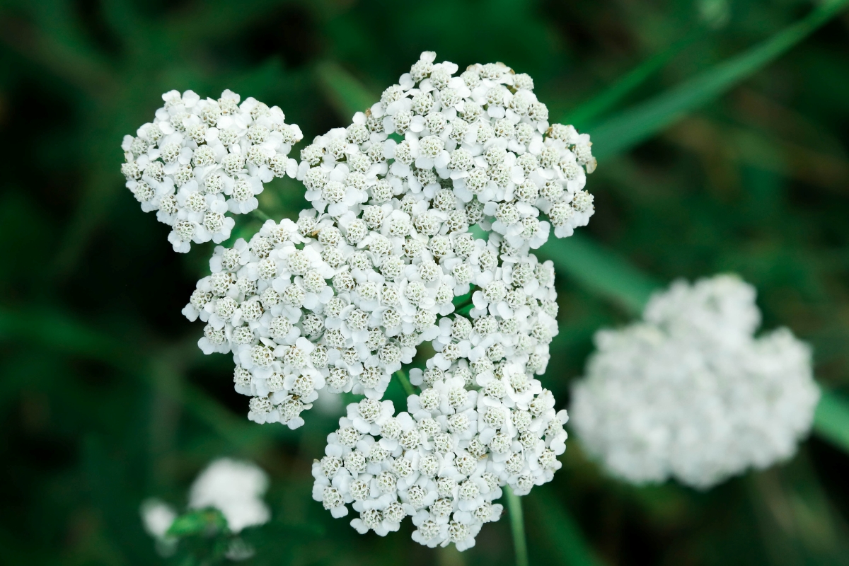 Yarrow flowers with small white petals.