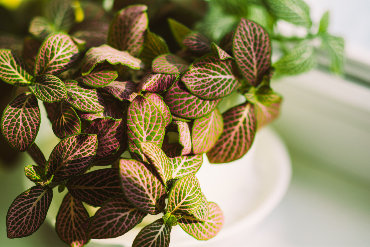 low light house plants nerve plant pink and green leaves