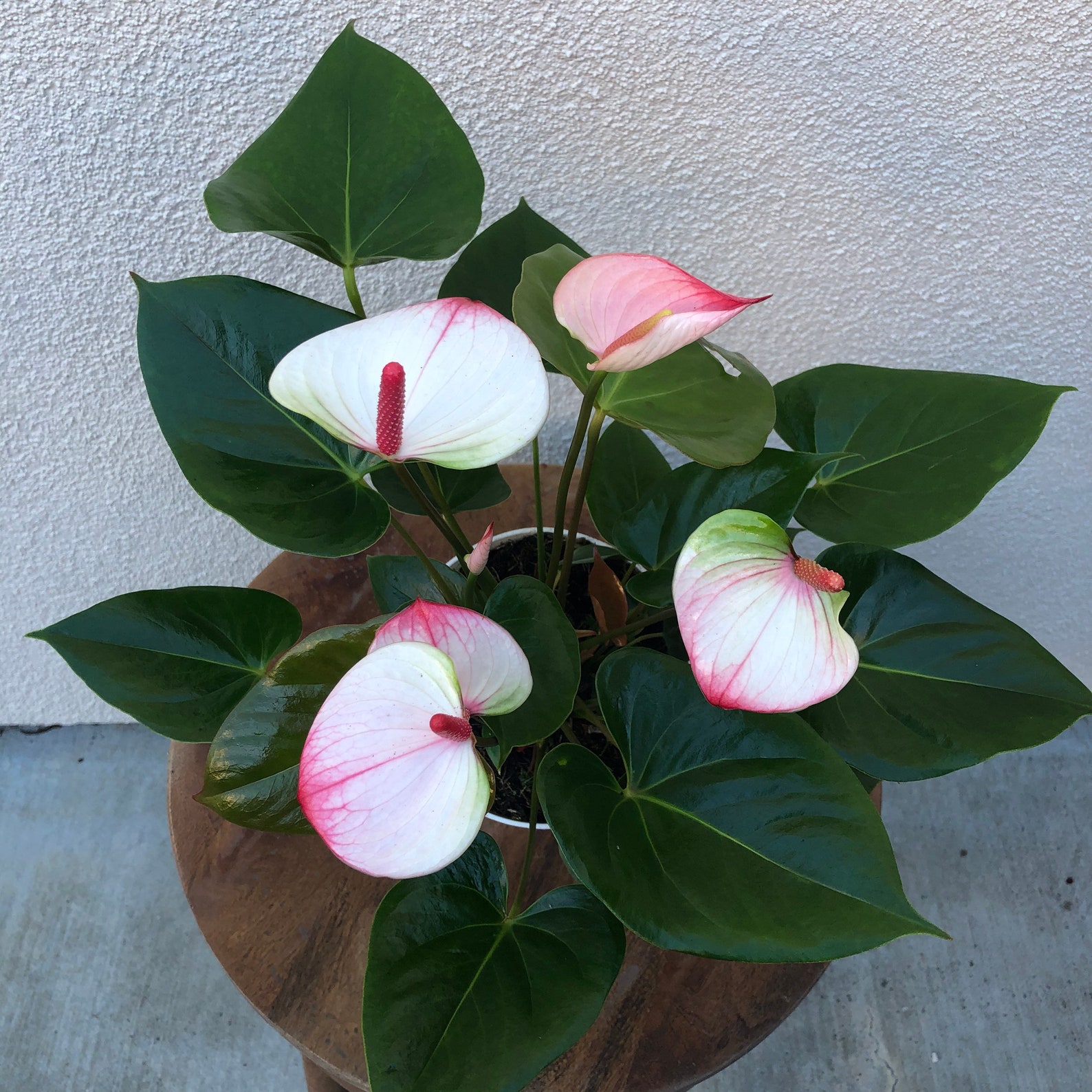 anthurium care