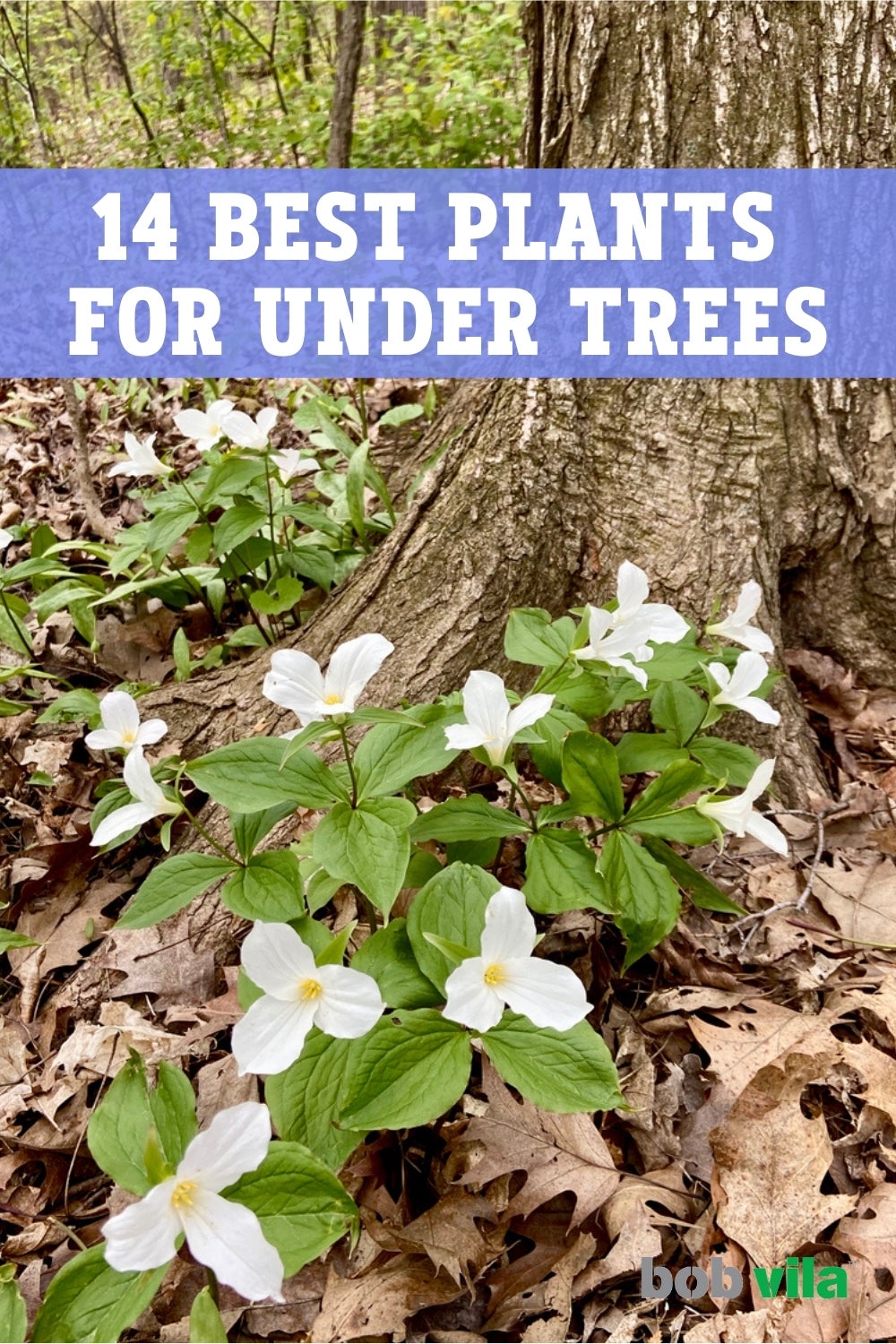 14 Best Plants for Under Trees