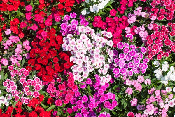 Multicolored Dianthus