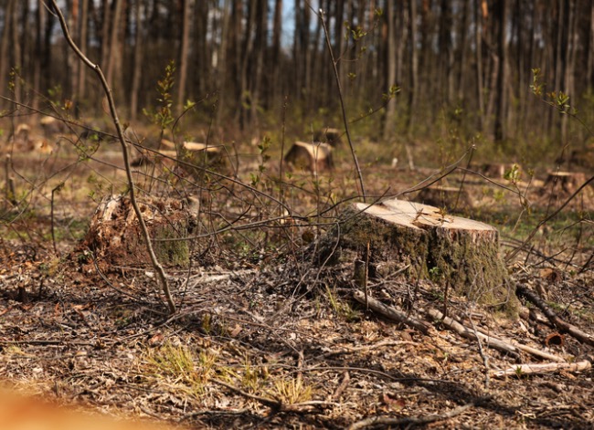 How to Protect Your Property From Wildfires dead brush