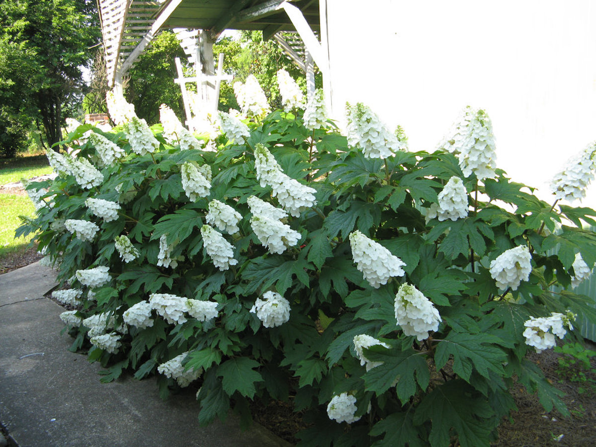 Un grand arbuste d'hortensia à feuilles de chêne avec de longues grappes coniques de fleurs blanches.