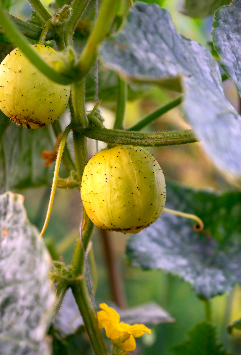 how to grow cucumbers