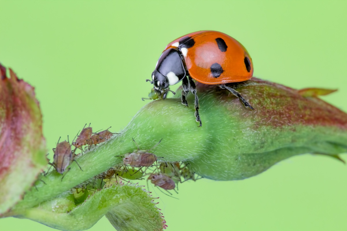 Ladybug feasting on aphids on a plant as a form of integrated pest management.