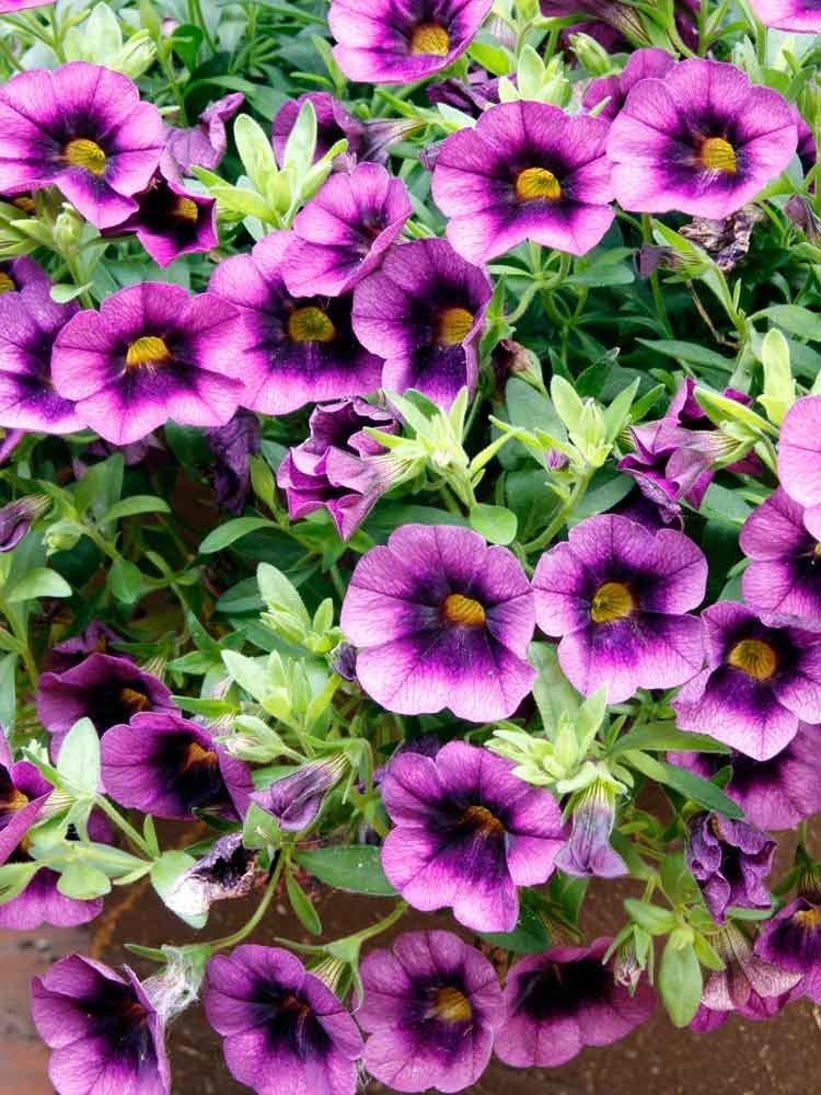 14 Long-Lasting Flowers for Your Yard