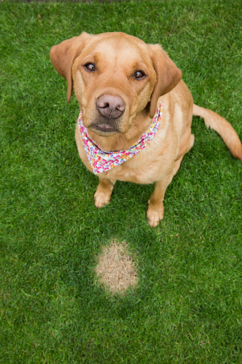 dog in backyard sitting near grass stain