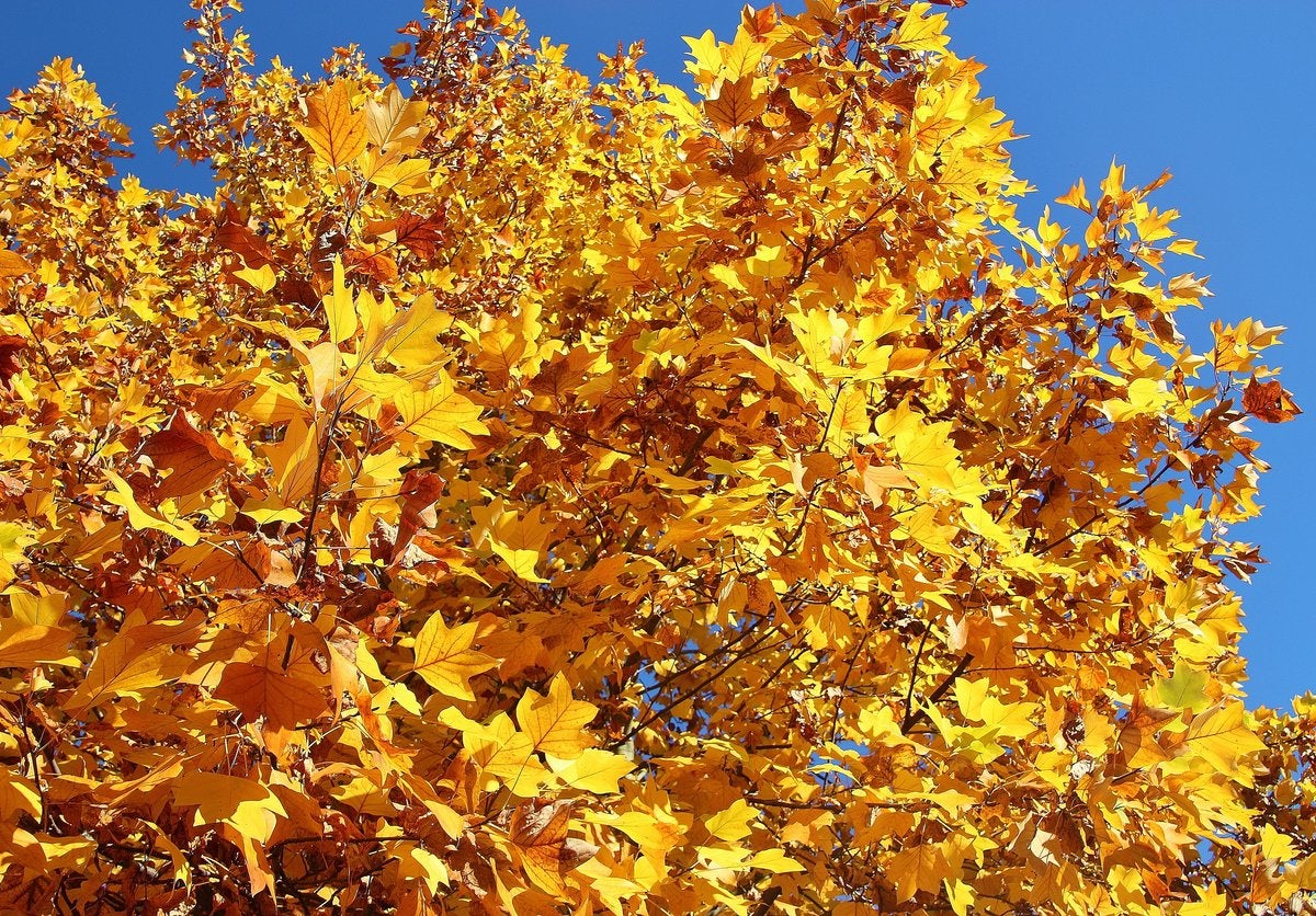 The Best Trees to Plant for Fall Foliage