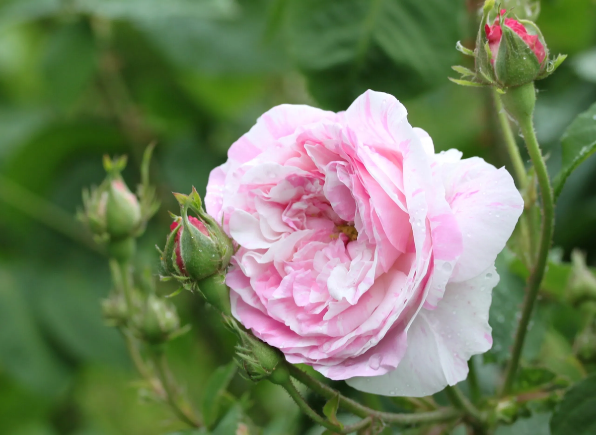 Centifolia Variegata rose in a home landscape.