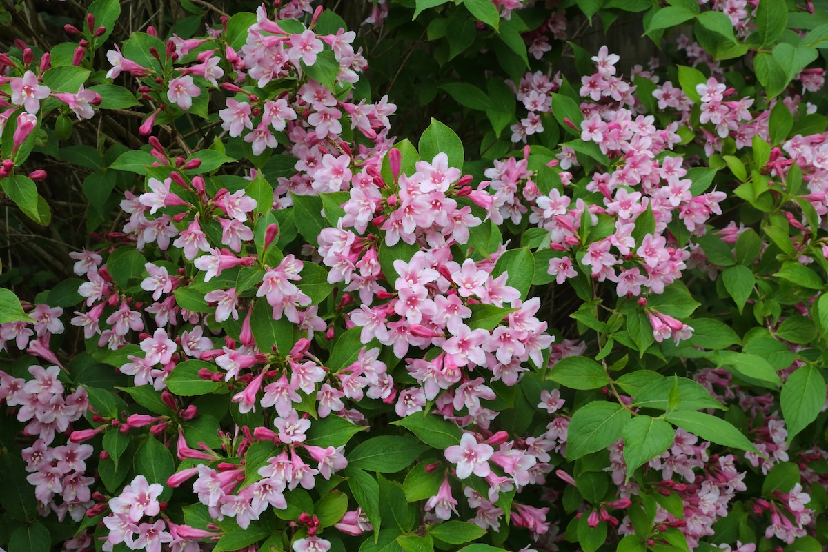 Weigela bush with light pink and white blossoms. 