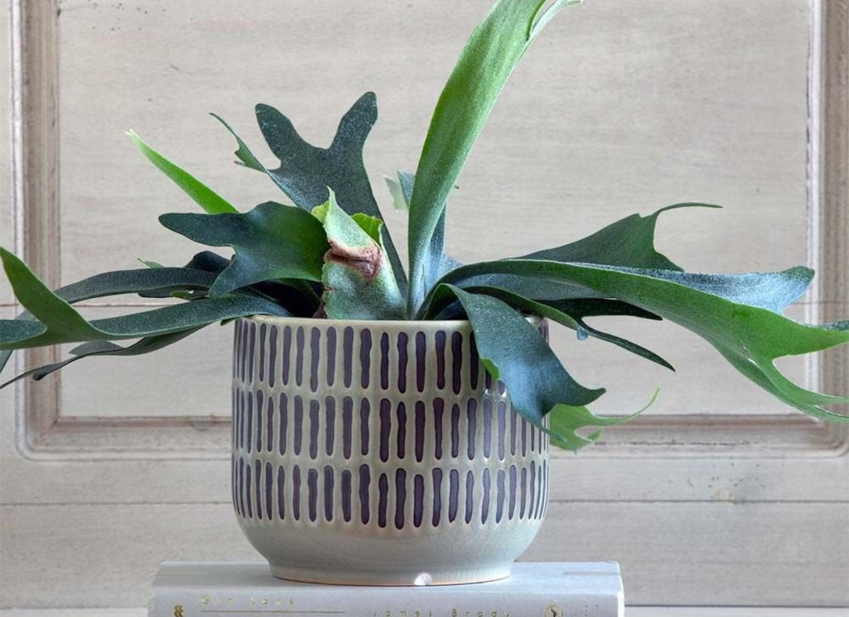 These Are the Most Popular Houseplants in America