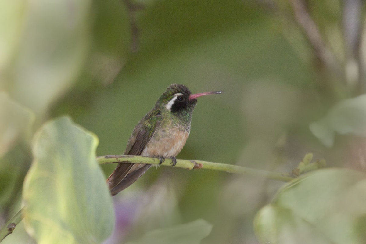 types de colibris