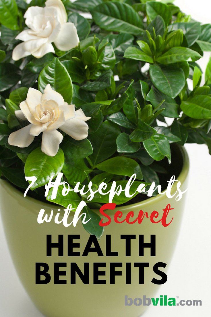 7 Houseplants with Secret Health Benefits