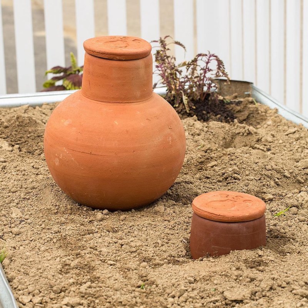 Olla jar in garden