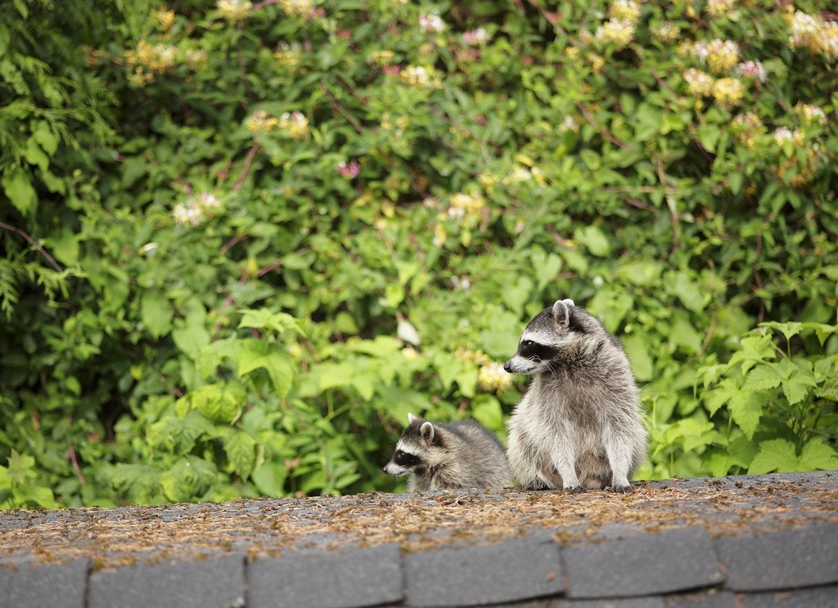 20 Tips for Keeping All Critters Out of Your Yard and Garden