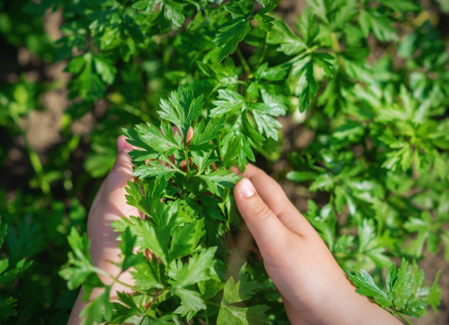 You’re Probably Harvesting Your Herbs Wrong—Here’s How to Do it Correctly for Maximum Yield