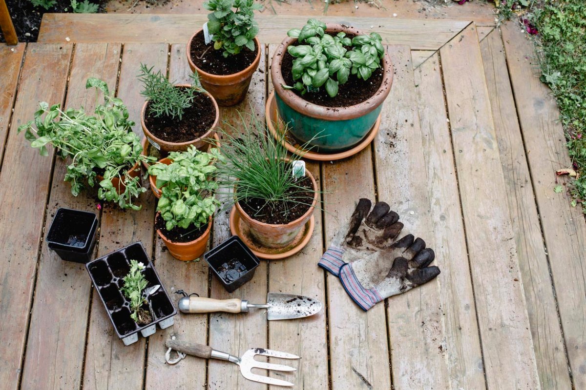 A collection of herbs in pots. 