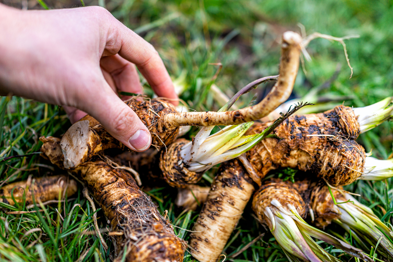 perennial vegetables