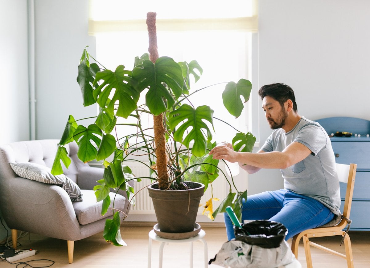 These Are the Most Popular Houseplants in America