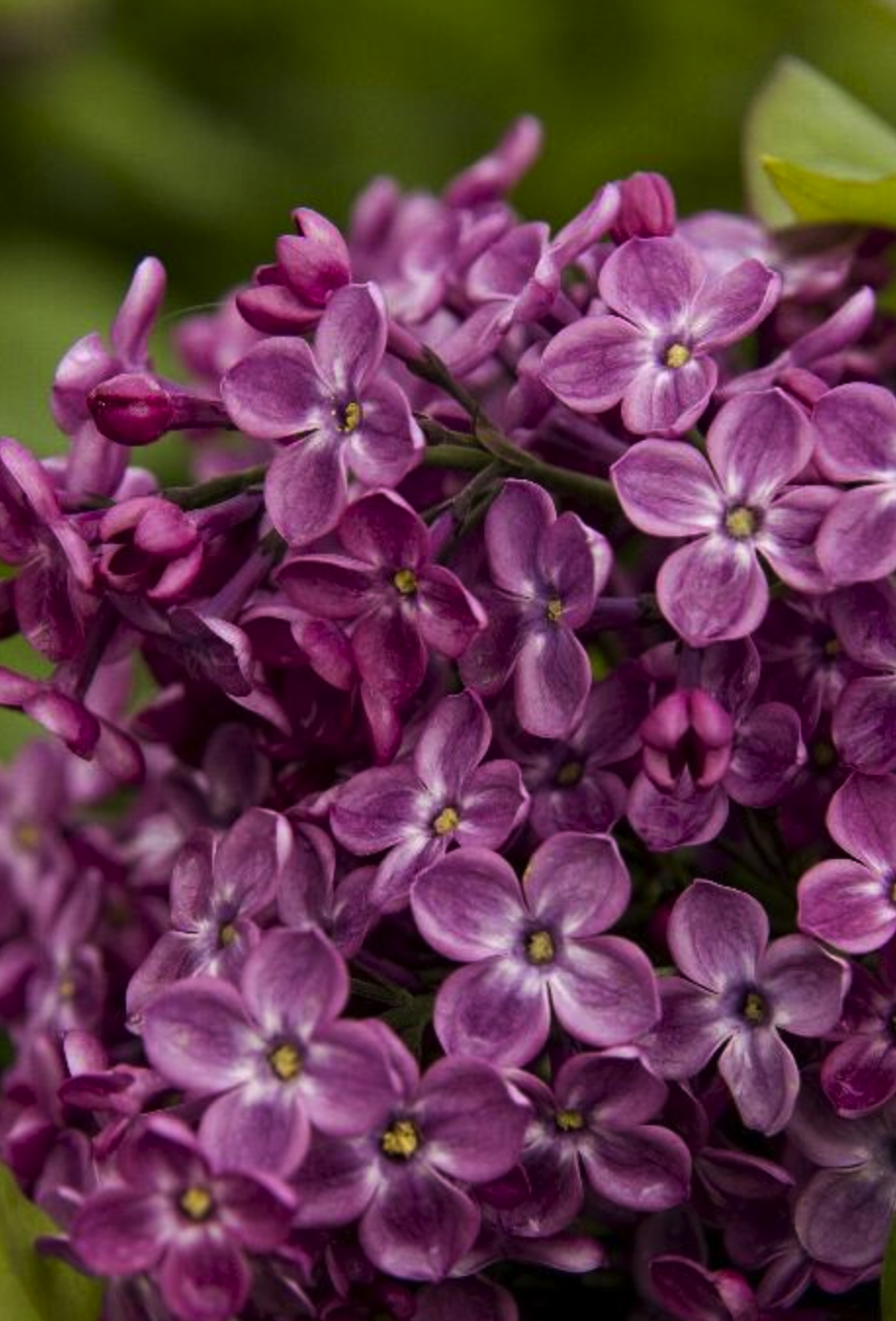 lilac varieties