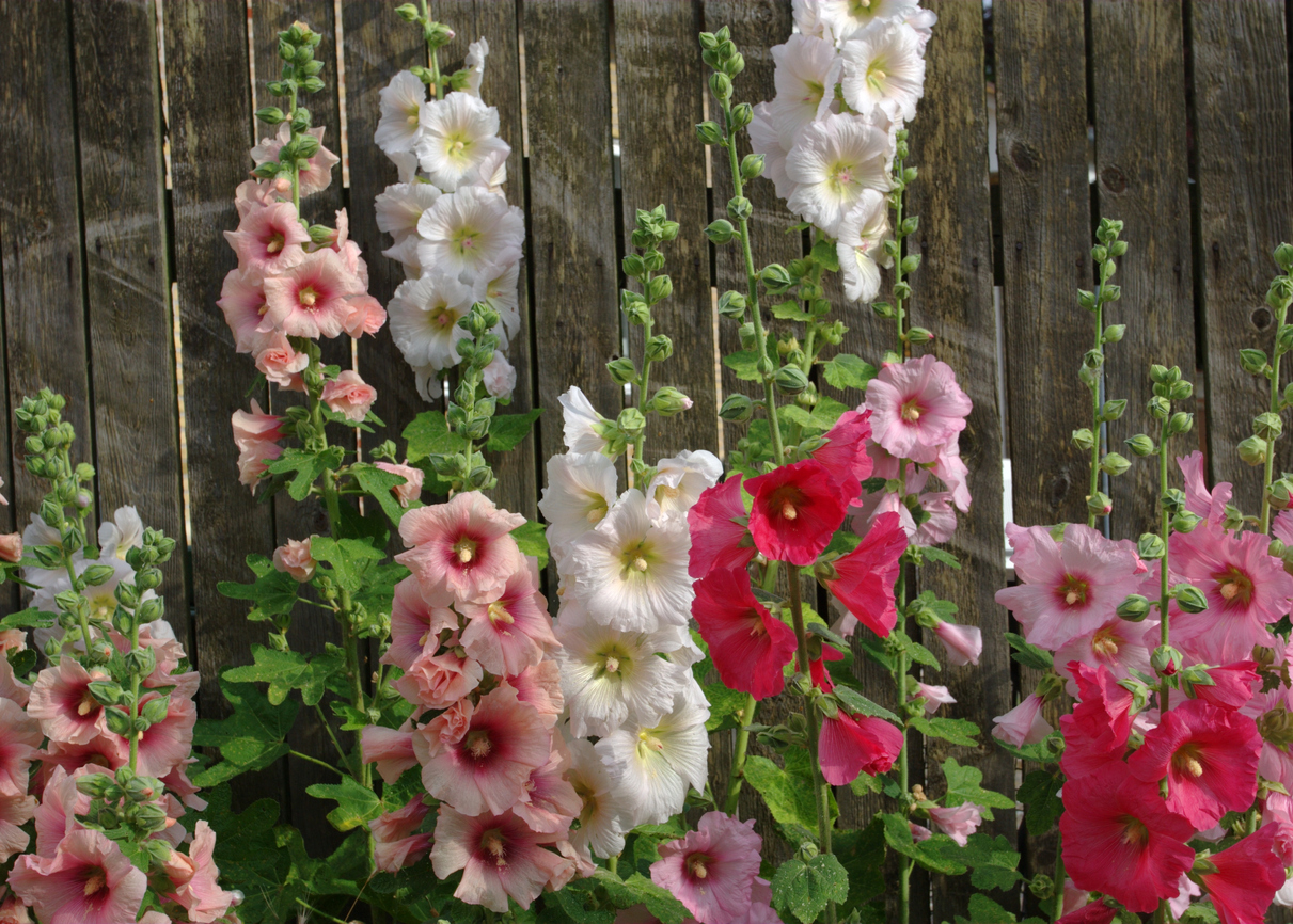 fleurs d'été