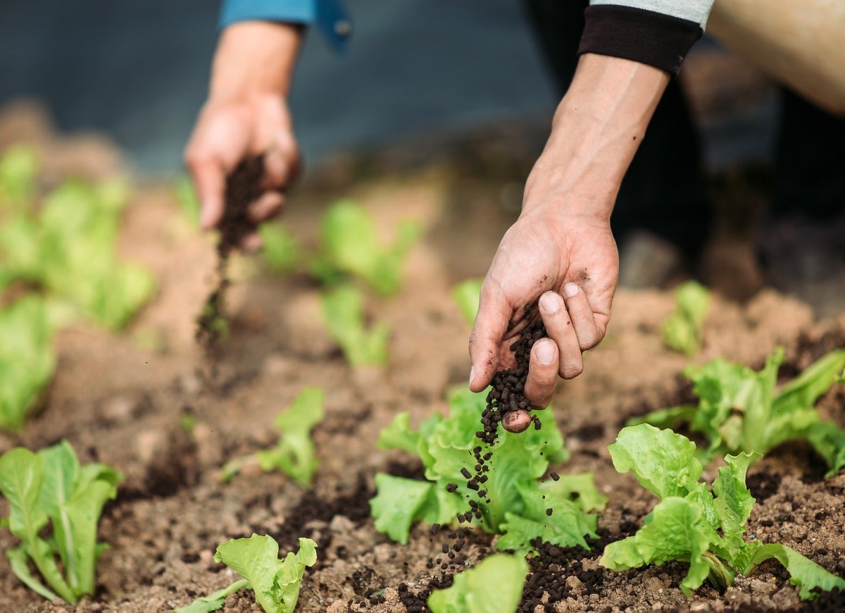 8 Important Things Your Garden is Trying to Tell You