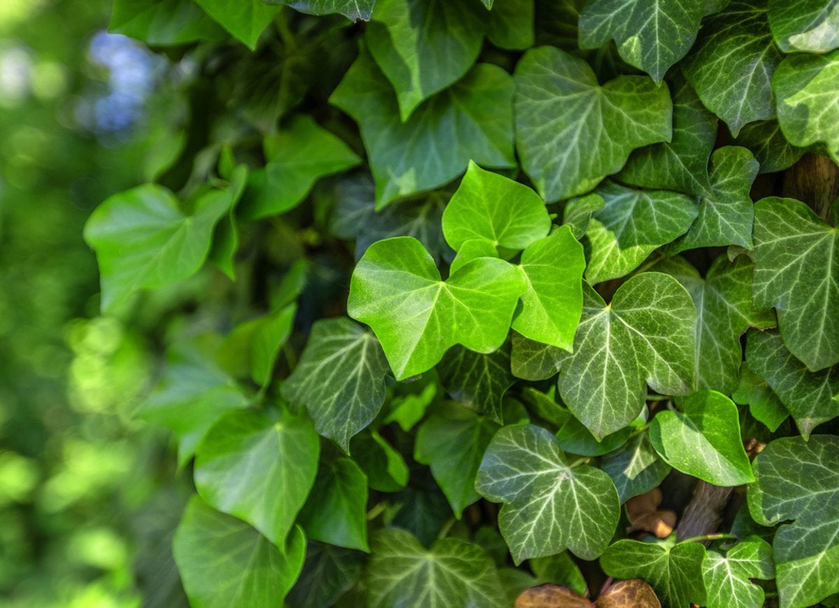 The 15 Worst Invasive Plants in America