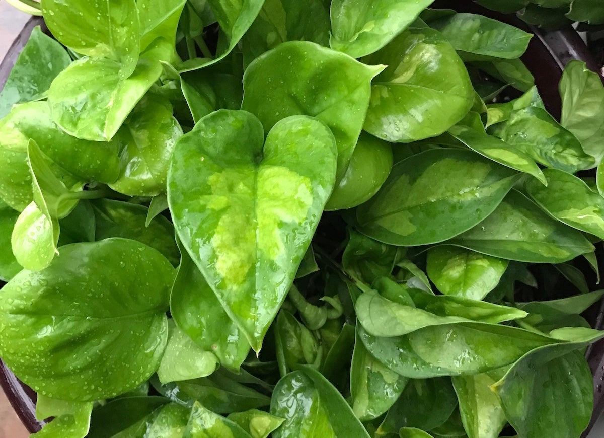 10 Pothos Varieties for Your Easy-Care Houseplant Collection