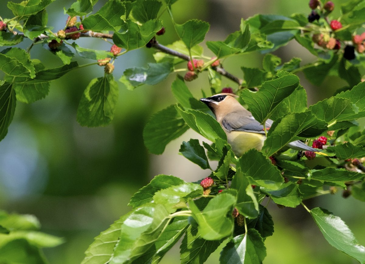 10 Trees That Spell Trouble for Your Yard